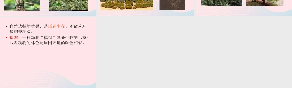 六年级科学下册 一 生物的进化 2 物竞天择课件（1） 湘教版-湘教版小学六年级下册自然科学课件