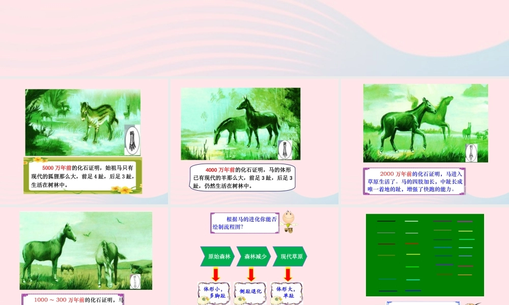 六年级科学下册 一 生物的进化 2 物竞天择课件（2） 湘教版-湘教版小学六年级下册自然科学课件