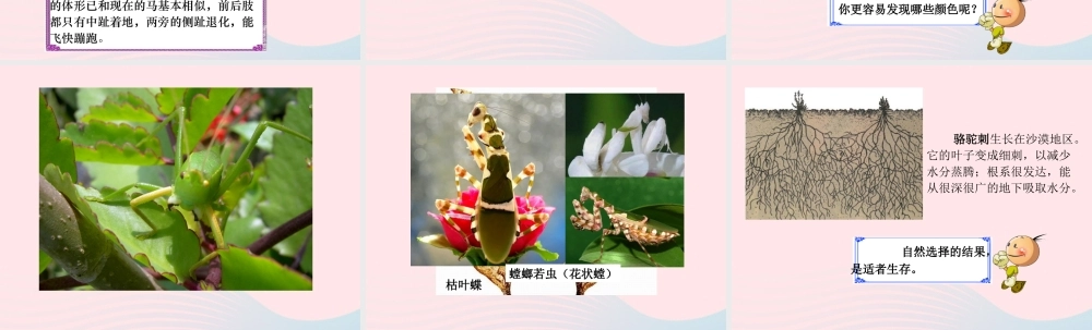 六年级科学下册 一 生物的进化 2 物竞天择课件（2） 湘教版-湘教版小学六年级下册自然科学课件