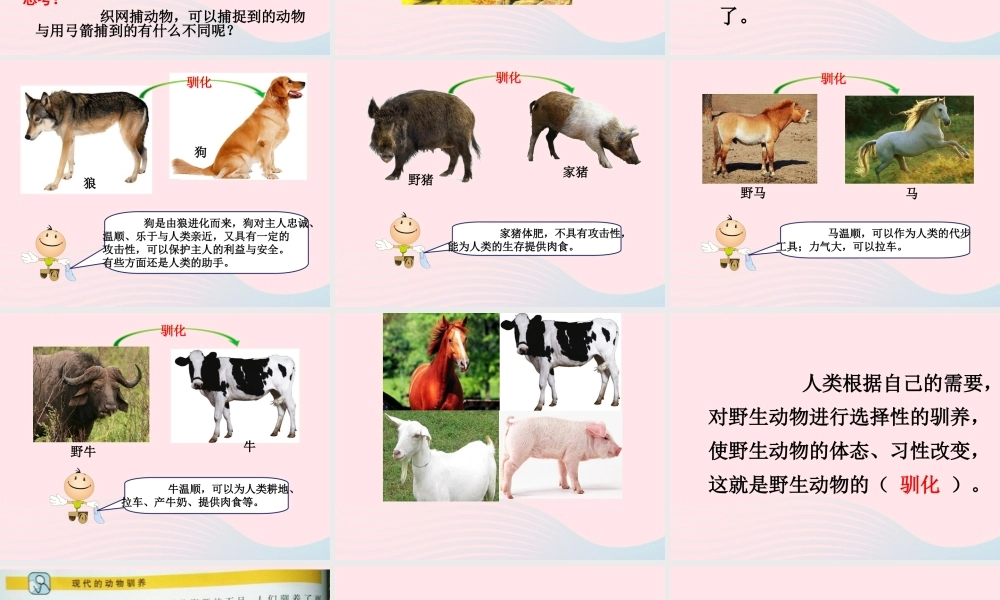 六年级科学下册 一 生物的进化 4 动物的驯化课件 湘教版-湘教版小学六年级下册自然科学课件