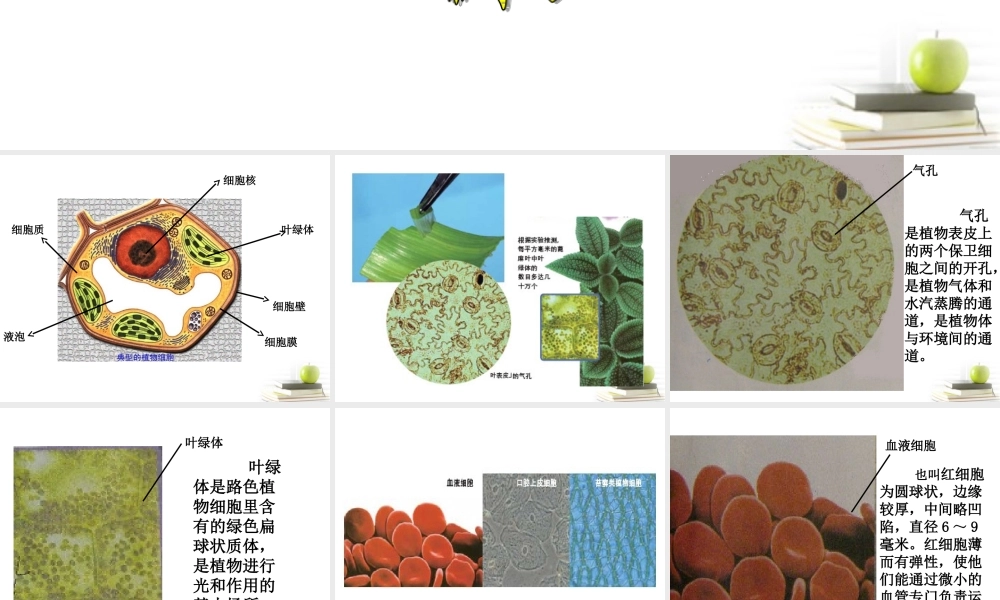 六年级科学下册 用显微镜观察身边的生命世界（二）1课件 教科版