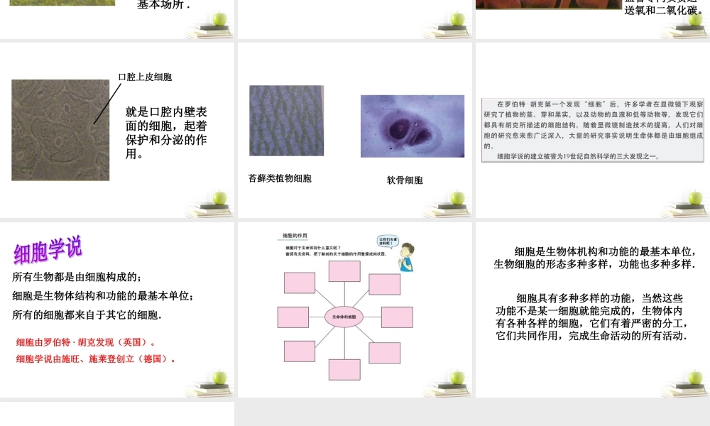 六年级科学下册 用显微镜观察身边的生命世界（二）1课件 教科版