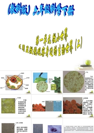 六年级科学下册 用显微镜观察身边的生命世界（二）1课件 教科版