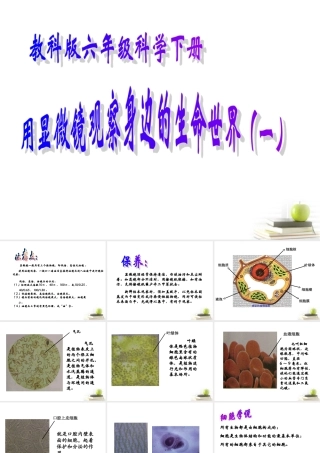 六年级科学下册 用显微镜观察身边的生命世界（一）1课件 教科版