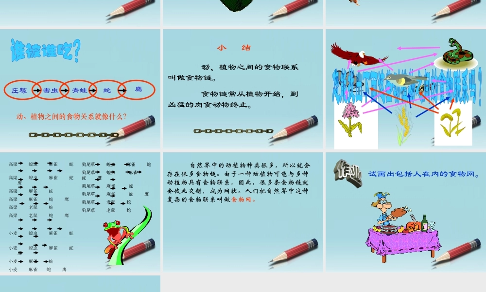 六年级科学下册 有趣的食物链 1课件 苏教版