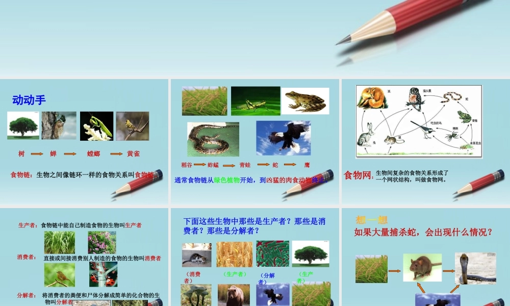 六年级科学下册 有趣的食物链 2课件 苏教版