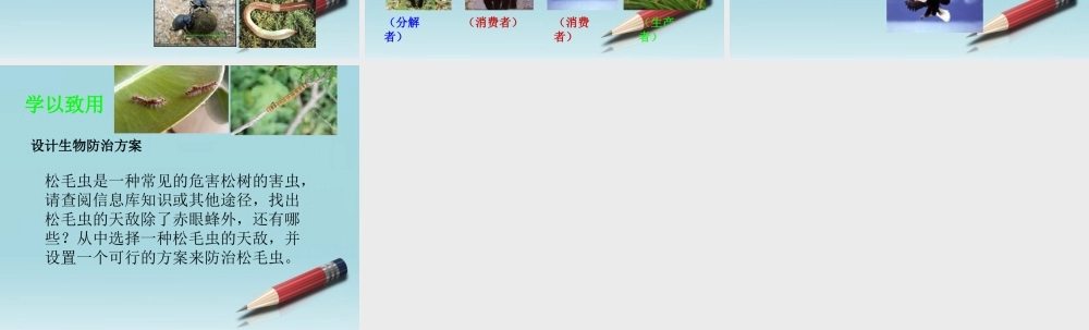 六年级科学下册 有趣的食物链 2课件 苏教版