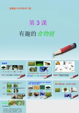 六年级科学下册 有趣的食物链 2课件 苏教版