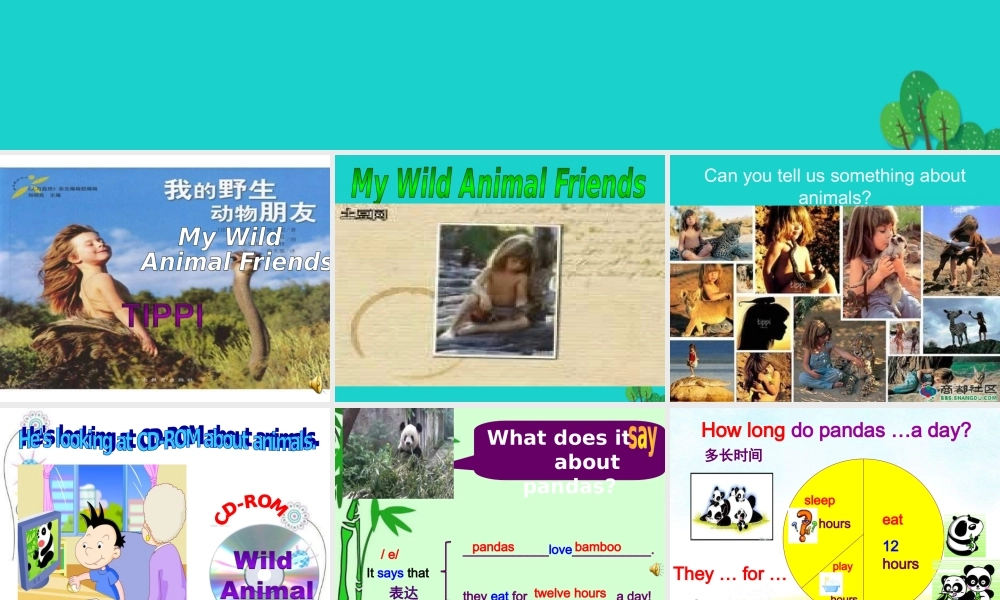 六年级英语上册 Unit 1 Pandas love bamboo课件1 外研版（一起）-外研版小学六年级上册英语课件