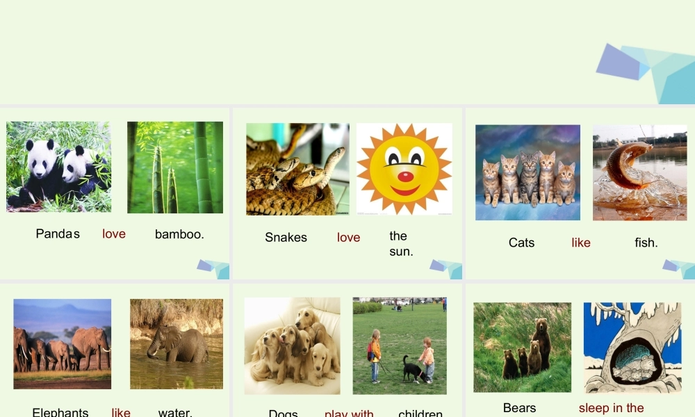 六年级英语上册 Unit 1 Pandas love bamboo课件2 外研版（一起）-外研版小学六年级上册英语课件