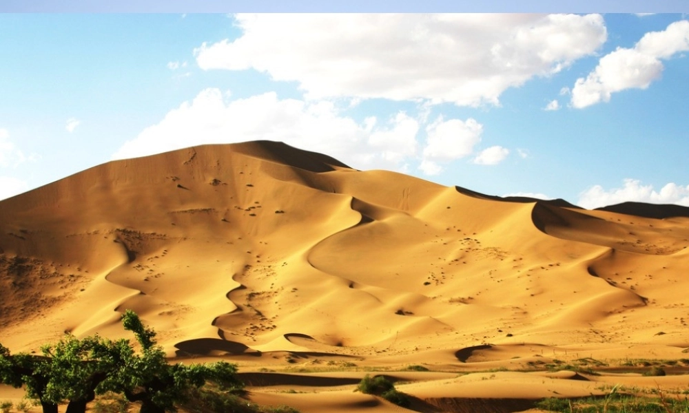 六年级语文上册 第15课 仙人掌课件2 西师大版-西师大版小学六年级上册语文课件