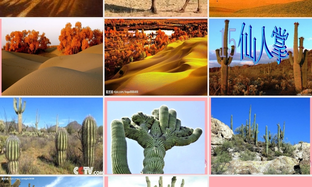 六年级语文上册 第15课 仙人掌课件2 西师大版-西师大版小学六年级上册语文课件