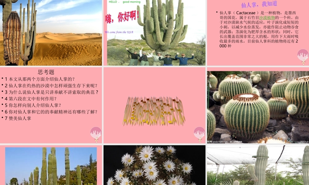 六年级语文上册 第15课 仙人掌课件2 西师大版-西师大版小学六年级上册语文课件