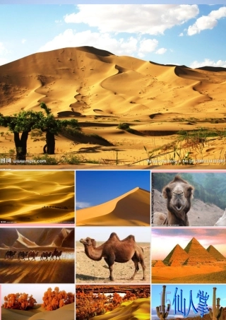 六年级语文上册 第15课 仙人掌课件2 西师大版-西师大版小学六年级上册语文课件