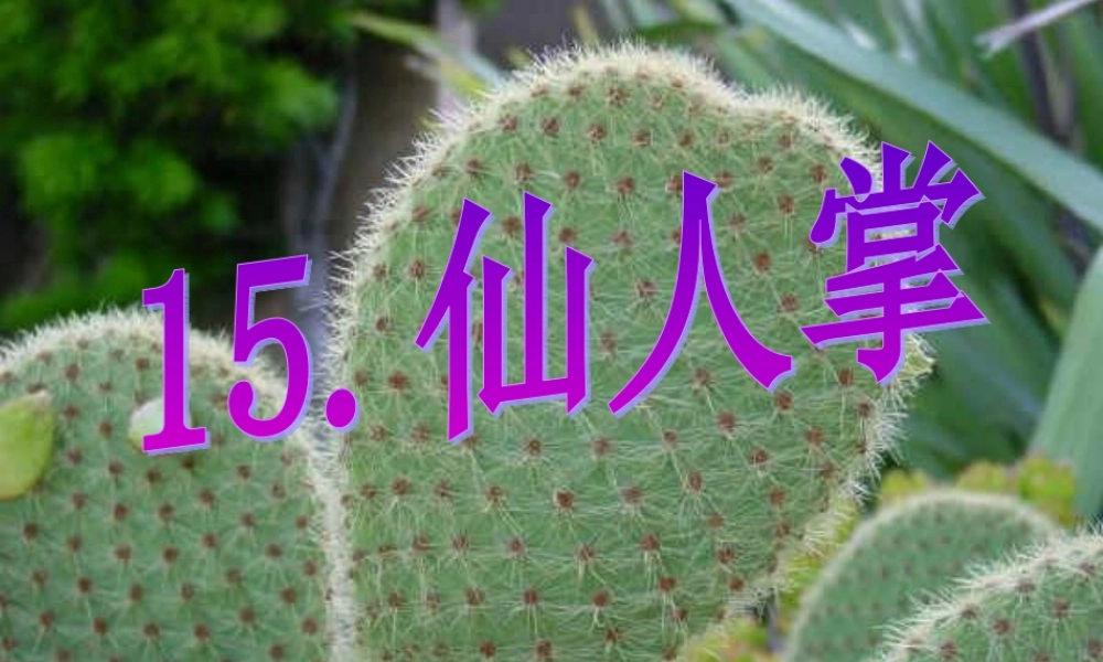 六年级语文上册 第15课 仙人掌课件3 西师大版-西师大版小学六年级上册语文课件