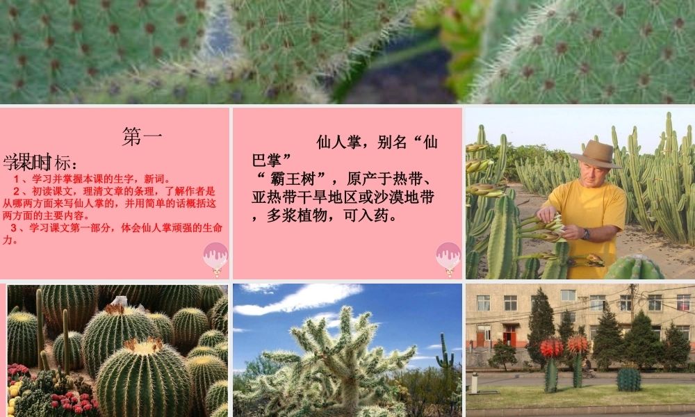 六年级语文上册 第15课 仙人掌课件3 西师大版-西师大版小学六年级上册语文课件