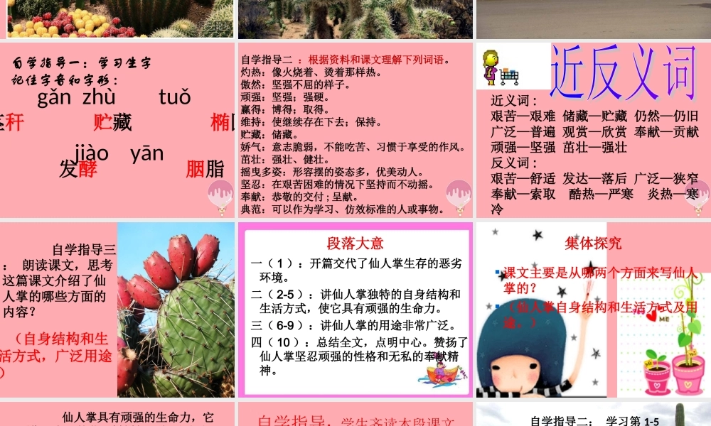 六年级语文上册 第15课 仙人掌课件3 西师大版-西师大版小学六年级上册语文课件