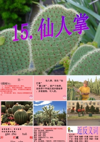 六年级语文上册 第15课 仙人掌课件3 西师大版-西师大版小学六年级上册语文课件