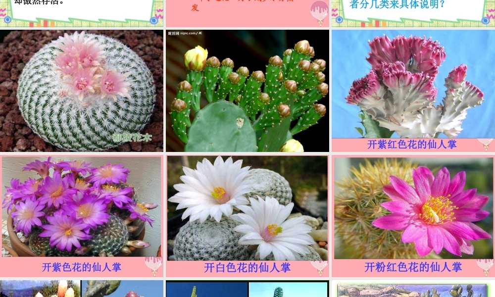 六年级语文上册 第15课 仙人掌课件4 西师大版-西师大版小学六年级上册语文课件