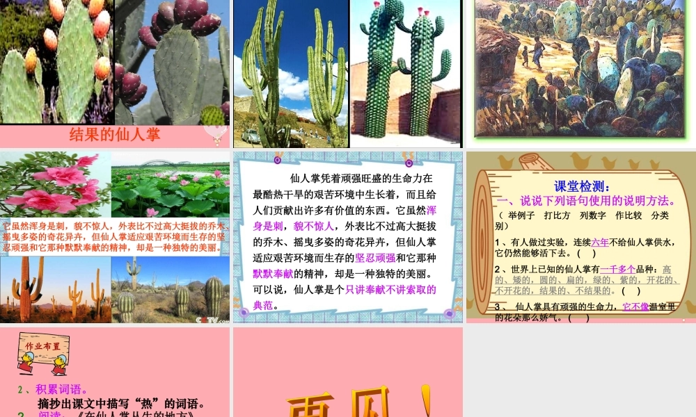 六年级语文上册 第15课 仙人掌课件4 西师大版-西师大版小学六年级上册语文课件