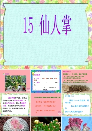 六年级语文上册 第15课 仙人掌课件4 西师大版-西师大版小学六年级上册语文课件