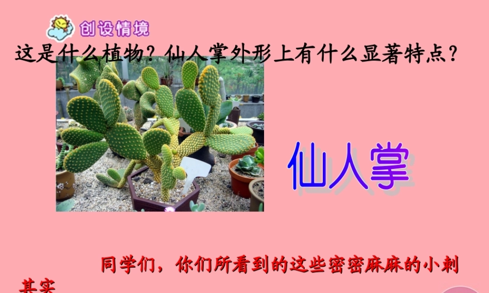 六年级语文上册 第15课 仙人掌课件5 西师大版-西师大版小学六年级上册语文课件