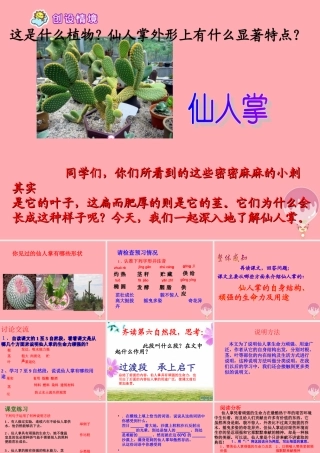 六年级语文上册 第15课 仙人掌课件5 西师大版-西师大版小学六年级上册语文课件