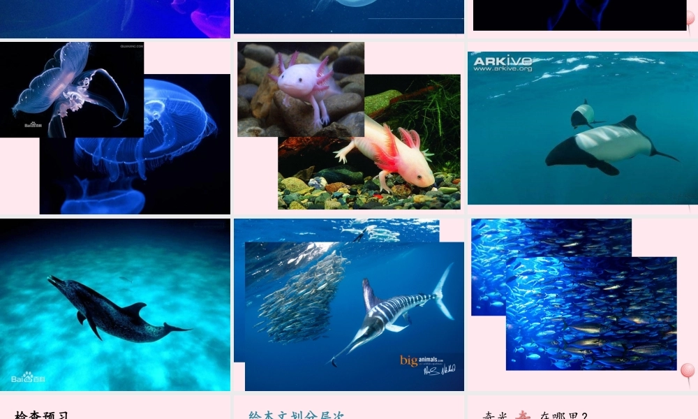 六年级语文上册 第15课《海底奇光》课件2 沪教版-沪教版小学六年级上册语文课件