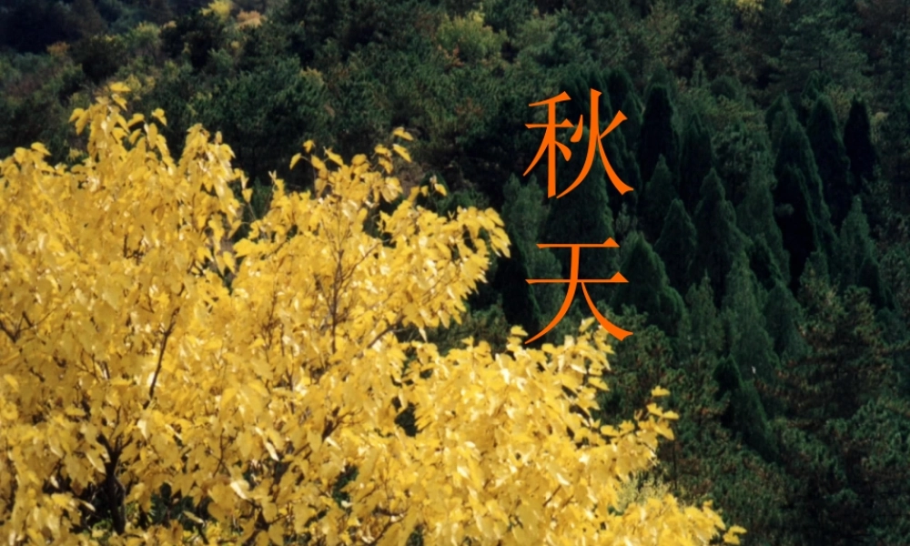 六年级语文上册 第16课 秋天课件1 鲁教版-鲁教版小学六年级上册语文课件