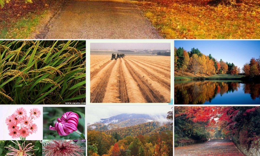 六年级语文上册 第16课 秋天课件2 鲁教版-鲁教版小学六年级上册语文课件