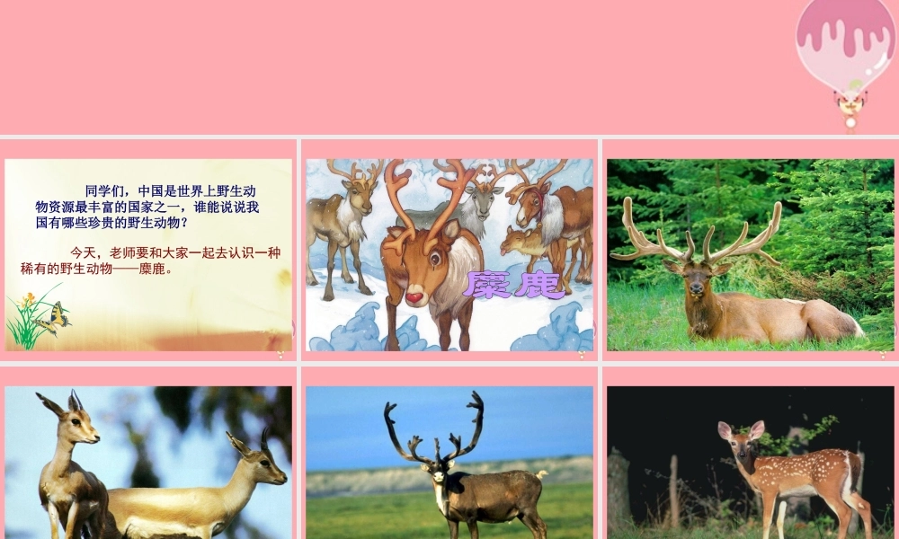 六年级语文上册 第17课 麋鹿课件 苏教版-苏教版小学六年级上册语文课件