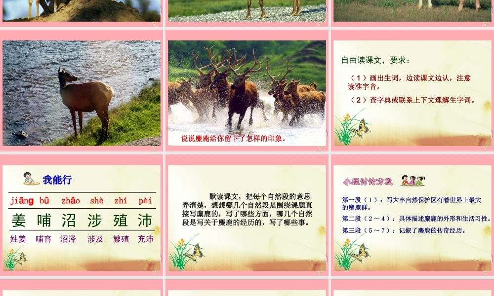 六年级语文上册 第17课 麋鹿课件 苏教版-苏教版小学六年级上册语文课件