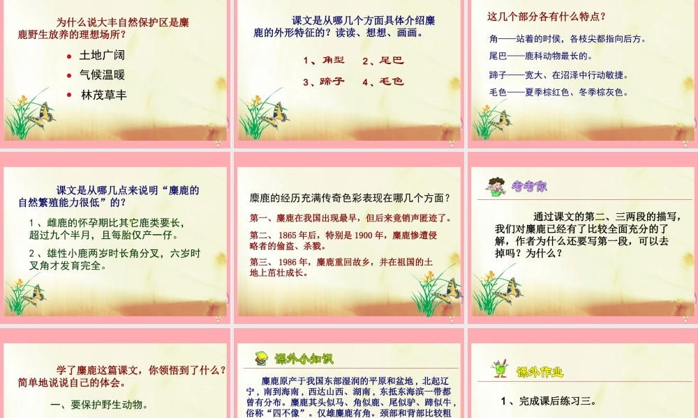 六年级语文上册 第17课 麋鹿课件 苏教版-苏教版小学六年级上册语文课件