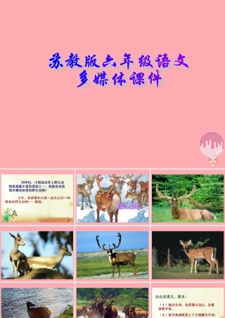 六年级语文上册 第17课 麋鹿课件 苏教版-苏教版小学六年级上册语文课件