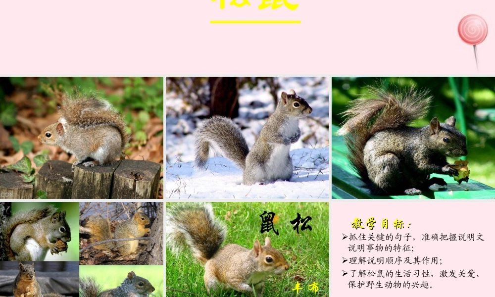 六年级语文上册 第17课《松鼠》课件1 沪教版-沪教版小学六年级上册语文课件
