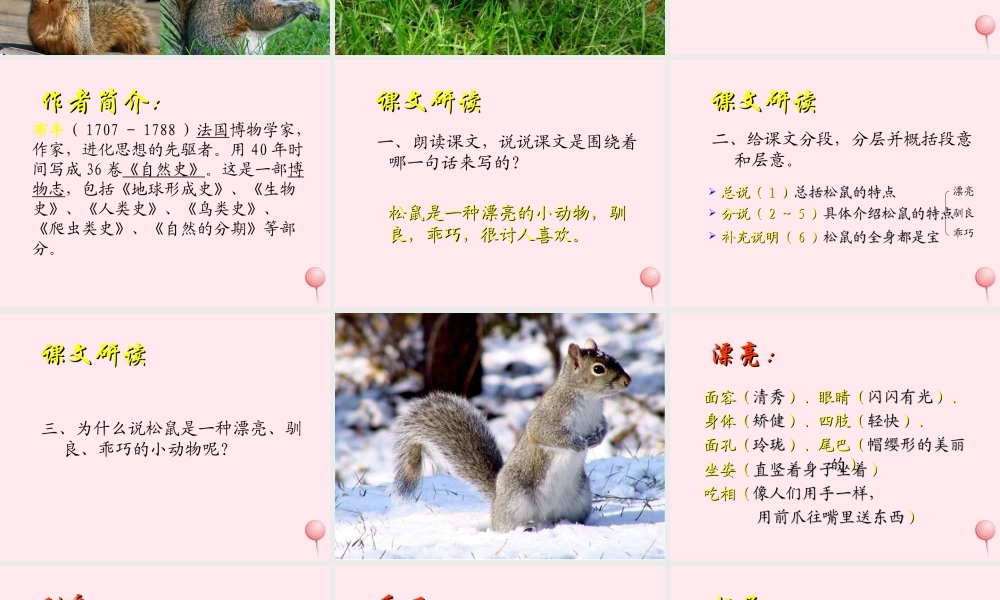 六年级语文上册 第17课《松鼠》课件1 沪教版-沪教版小学六年级上册语文课件