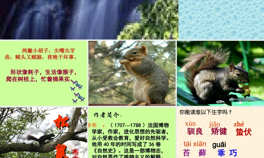 六年级语文上册 第17课《松鼠》课件2 沪教版-沪教版小学六年级上册语文课件