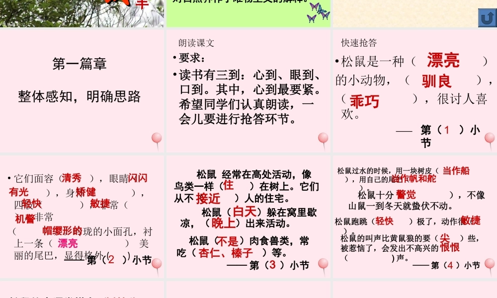 六年级语文上册 第17课《松鼠》课件2 沪教版-沪教版小学六年级上册语文课件