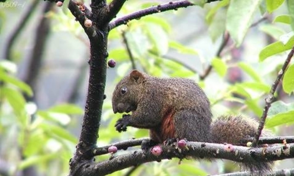 六年级语文上册 第17课《松鼠》课件3 沪教版-沪教版小学六年级上册语文课件