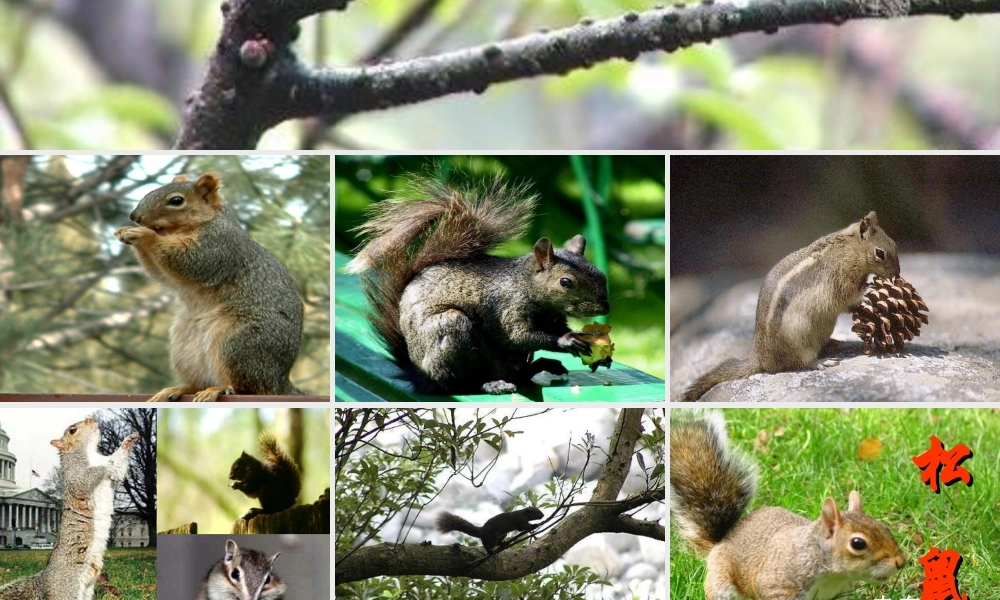 六年级语文上册 第17课《松鼠》课件3 沪教版-沪教版小学六年级上册语文课件