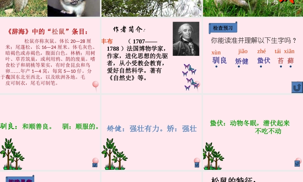 六年级语文上册 第17课《松鼠》课件3 沪教版-沪教版小学六年级上册语文课件