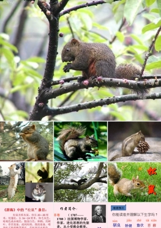 六年级语文上册 第17课《松鼠》课件3 沪教版-沪教版小学六年级上册语文课件