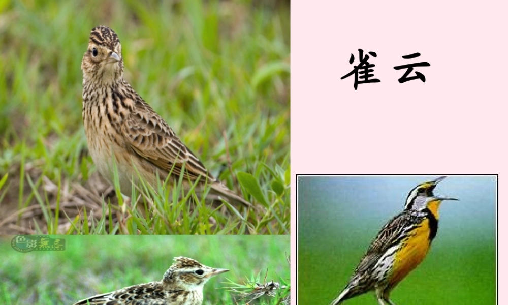 六年级语文上册 第18课《云雀》课件2 沪教版-沪教版小学六年级上册语文课件