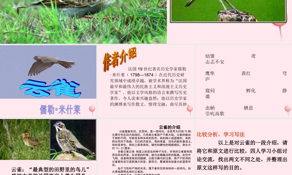 六年级语文上册 第18课《云雀》课件2 沪教版-沪教版小学六年级上册语文课件