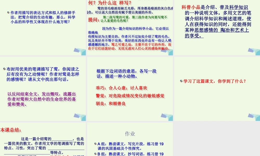 六年级语文上册 第19课 莺课件1 鲁教版-鲁教版小学六年级上册语文课件