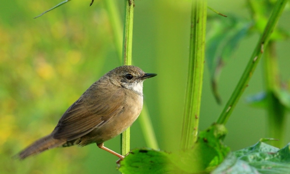 六年级语文上册 第19课 莺课件2 鲁教版-鲁教版小学六年级上册语文课件