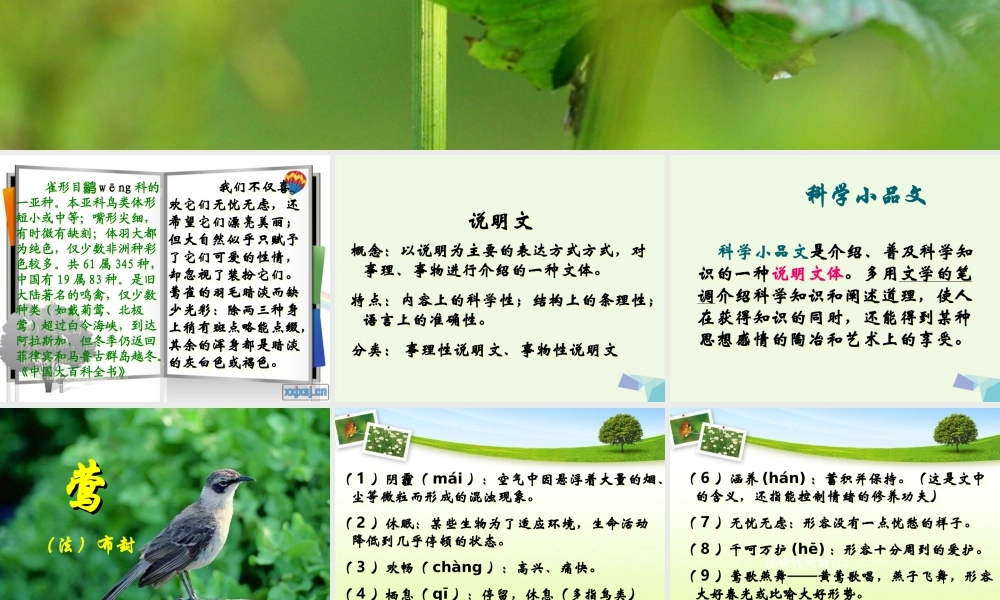 六年级语文上册 第19课 莺课件2 鲁教版-鲁教版小学六年级上册语文课件