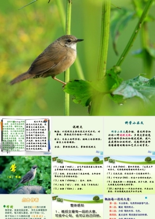 六年级语文上册 第19课 莺课件2 鲁教版-鲁教版小学六年级上册语文课件