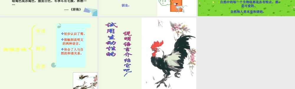 六年级语文上册 第19课 莺课件3 鲁教版-鲁教版小学六年级上册语文课件