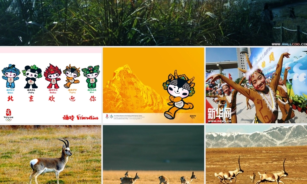 六年级语文上册 第19课《藏羚羊跪拜》课件1 沪教版-沪教版小学六年级上册语文课件